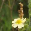 Potentilla recta, flowers