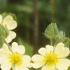 Potentilla recta, flowers