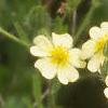 Potentilla recta, flowers