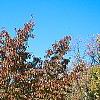 Prunus buergeriana, fall color