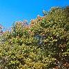 Prunus buergeriana, fall color