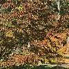 Prunus buergeriana, fall color