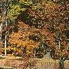 Prunus buergeriana, fall color