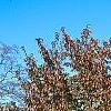 Prunus buergeriana, fall color