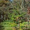 Prunus buergeriana, fall color