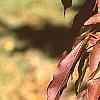 Prunus buergeriana, fall color