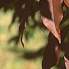 Prunus buergeriana, fall color