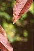 Prunus buergeriana, fall color