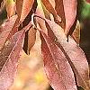 Prunus buergeriana, fall color