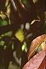 Prunus buergeriana, fall color