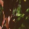 Prunus buergeriana, fall color