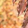Prunus buergeriana, fall color