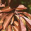 Prunus buergeriana, fall color