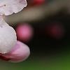 Prunus cerasifera 'Pissardii', flowers