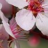 Prunus cerasifera 'Pissardii', flowers