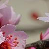 Prunus cerasifera 'Pissardii', flowers