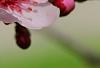 Prunus cerasifera 'Pissardii', flowers