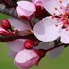 Prunus cerasifera 'Pissardii', flowers