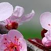 Prunus cerasifera 'Pissardii', flowers