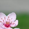Prunus cerasifera 'Pissardii', flowers