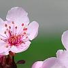 Prunus cerasifera 'Pissardii', flowers