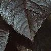 Prunus cerasifera 'Thundercloud', fall color