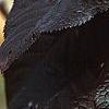 Prunus cerasifera 'Thundercloud', fall color