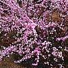 Prunus glandulosa, habit