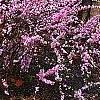 Prunus glandulosa, habit