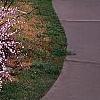 Prunus glandulosa, habit