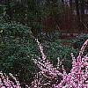 Prunus glandulosa, habit