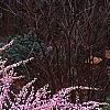Prunus glandulosa, habit