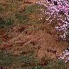 Prunus glandulosa, habit