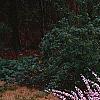 Prunus glandulosa, habit