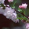 Prunus glandulosa, flowers