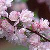 Prunus glandulosa, flowers