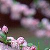Prunus glandulosa, flowers