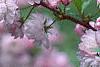Prunus glandulosa, flowers