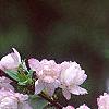 Prunus glandulosa, flowers