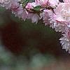 Prunus glandulosa, flowers