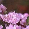 Prunus glandulosa, flowers