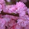 Prunus glandulosa, flowers