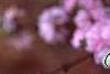 Prunus glandulosa, flowers