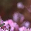 Prunus glandulosa, flowers