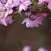 Prunus glandulosa, flowers