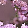 Prunus glandulosa, flowers