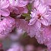 Prunus glandulosa, flowers