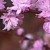 Prunus glandulosa, flowers