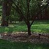 Prunus x 'Hally Jolivette', habit