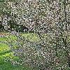 Prunus x 'Hally Jolivette', habit